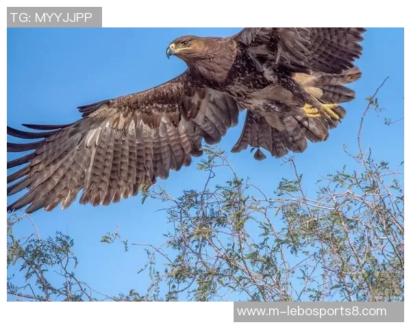 鹰与雕的天空之争谁才是翱翔的王者